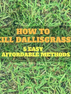How To Kill Dallisgrass
