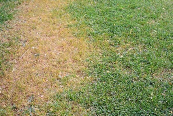 dead spots on lawn - When to Apply Grubex
