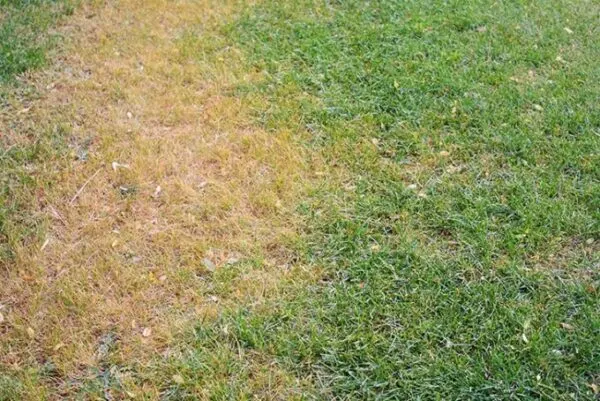 dead spots on lawn - When to Apply Grubex