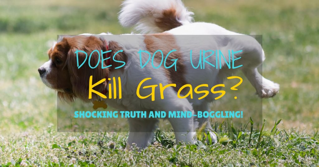 dogurinekillgrass Grow Gardener Blog