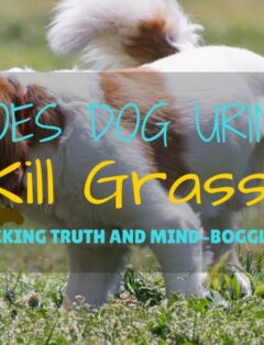 Does Dog Urine Kill Grass