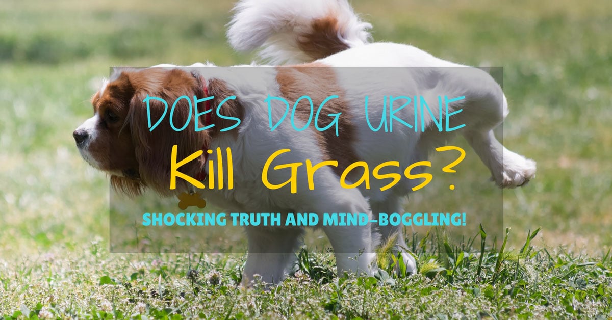 dogurinekillgrass Grow Gardener Blog