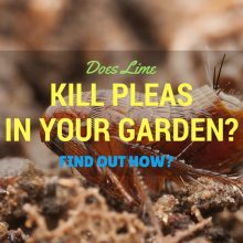 kill-pleas