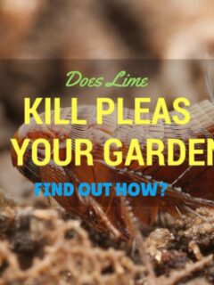 Does Lime Kill Fleas