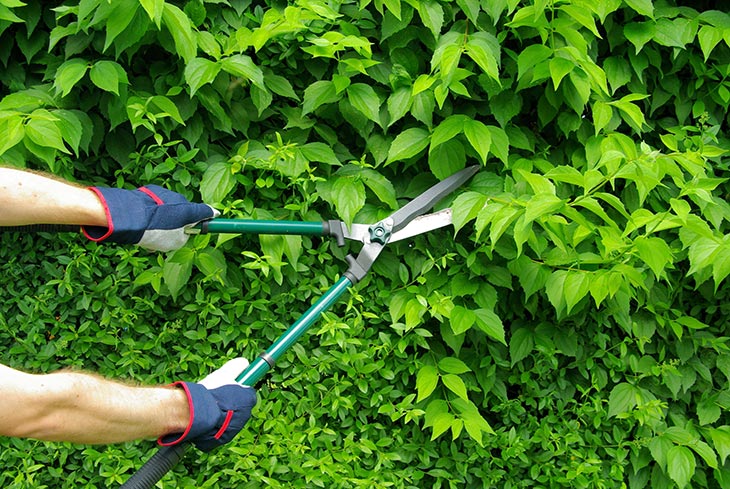 Best Loppers