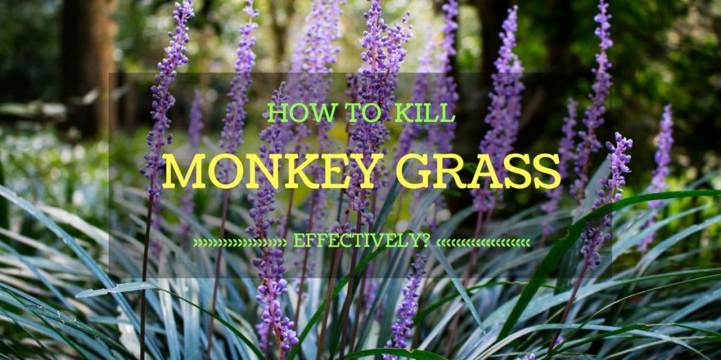 monkey-grass