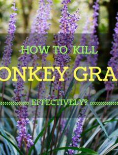 How To Kill Monkey Grass Effectively