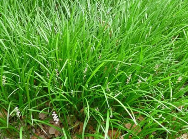 how to kill monkey grass in bermuda