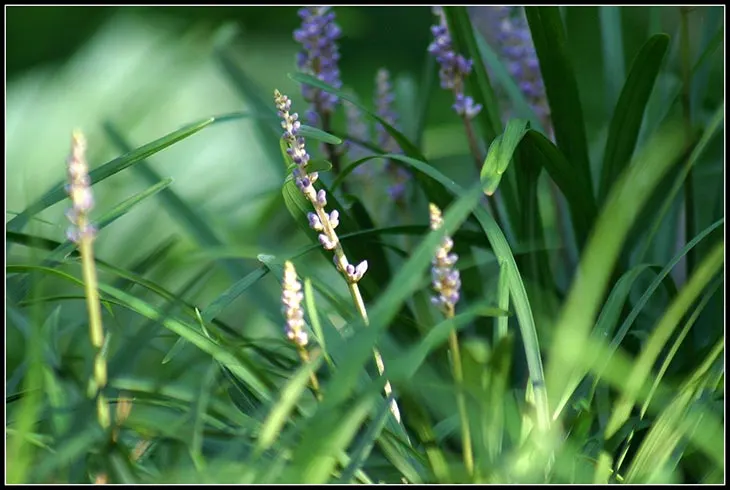 how to kill monkey grass without chemicals