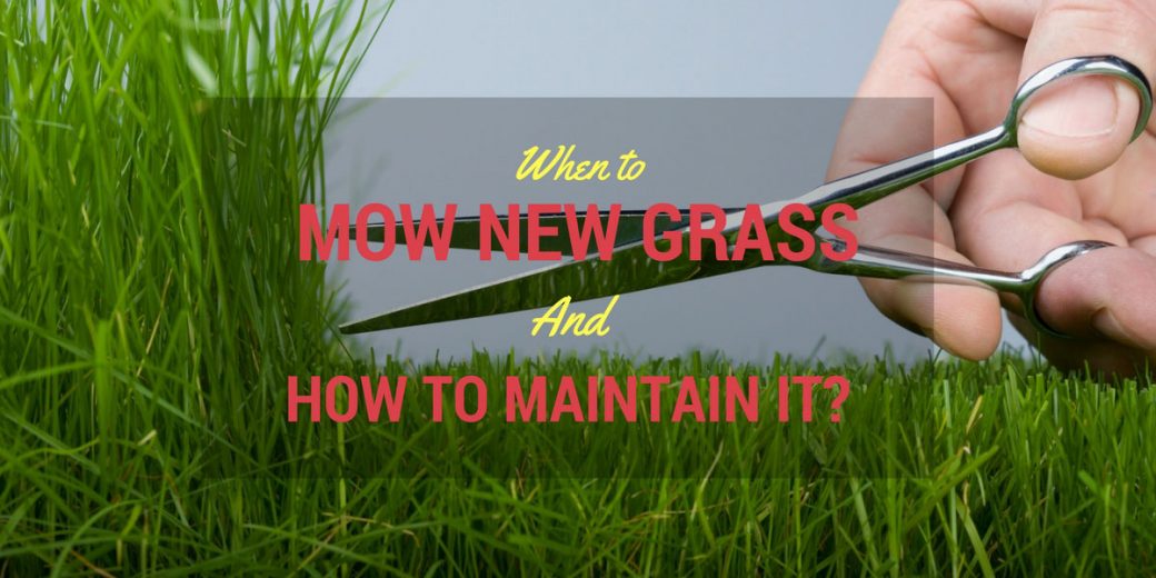 mow-new-grass