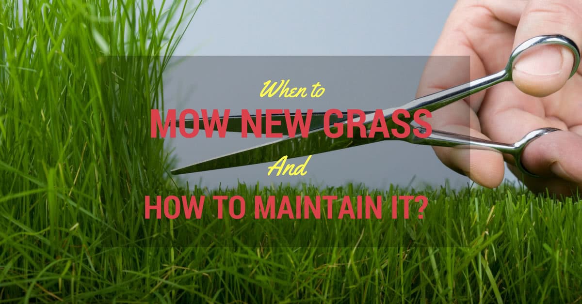 When to Mow New Grass