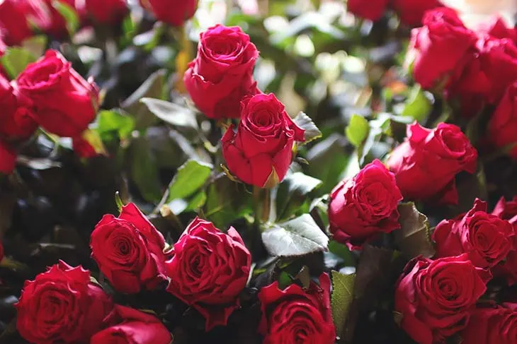 How To Revive Roses how to revive roses with sugar