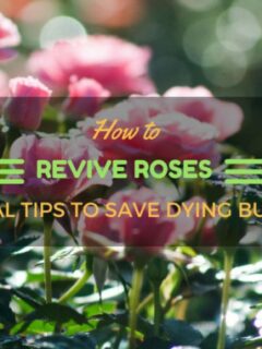 How To Revive Roses