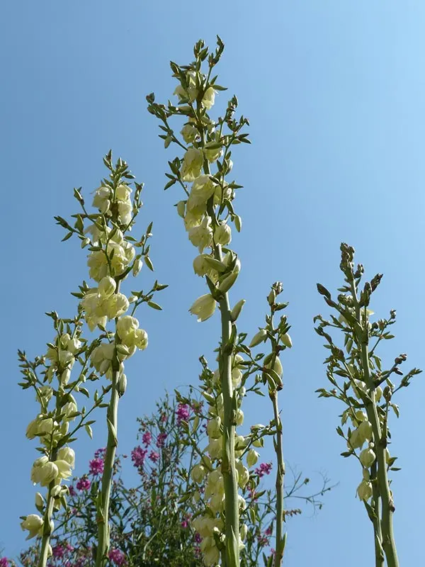 is soft leaf yucca evergreen