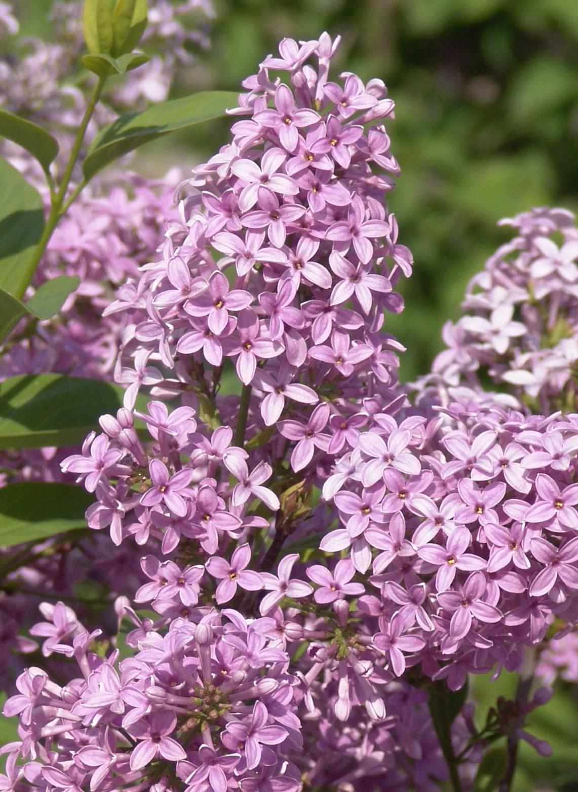 Chinese Lilac