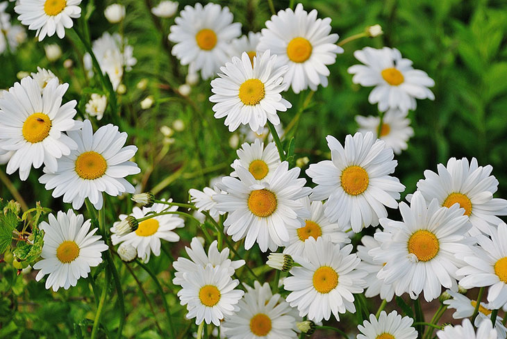 Flowers That Start With A