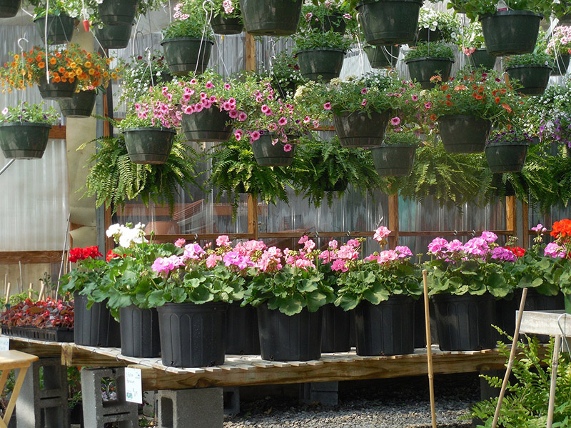 Flowers That Start With B