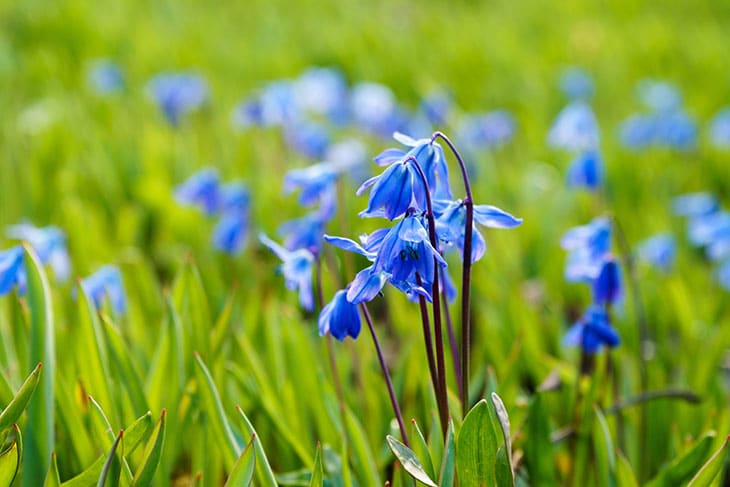 Siberian Bluebells - Bell Shaped Flowers