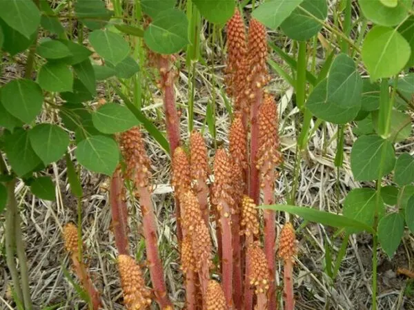 Pinedrops - Bell Shaped Flowers