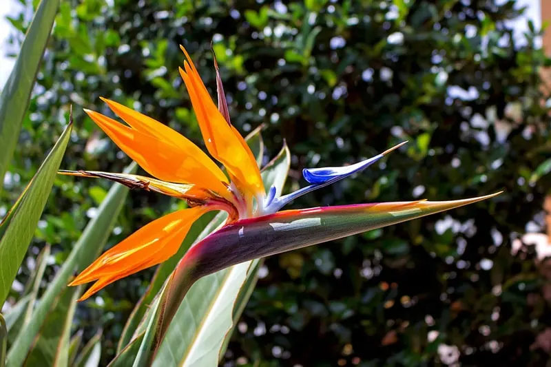 Bird of Paradise - Flowers That Start With B