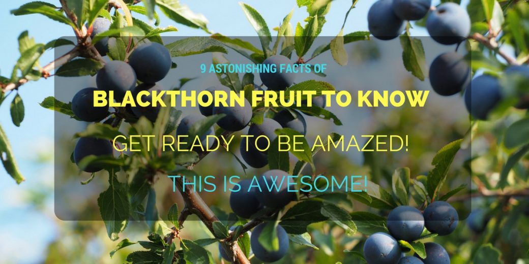 Blackthorn-Fruit