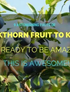 Blackthorn Fruit