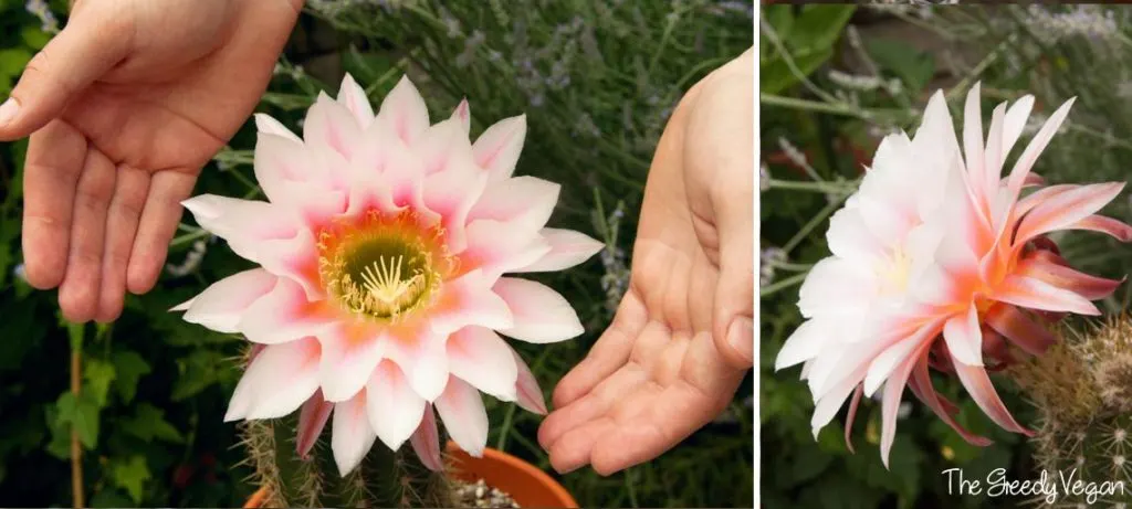 Flowers That Start With C
