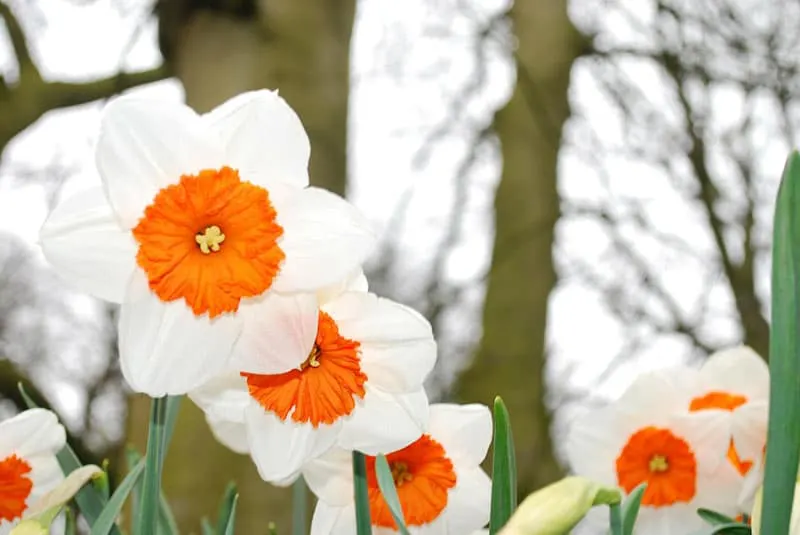 Daffodil - Flowers That Start With D