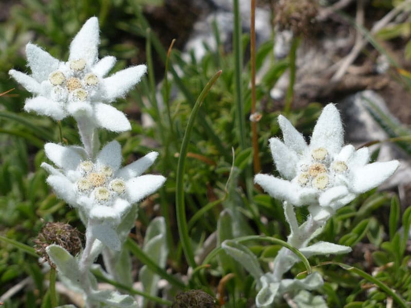 Edelweiss - Flowers That Start With E