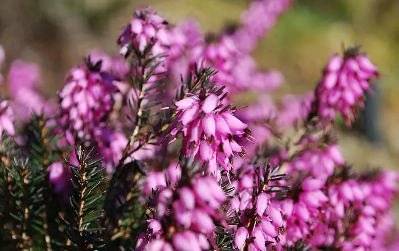 Erica - Flowers That Start With E