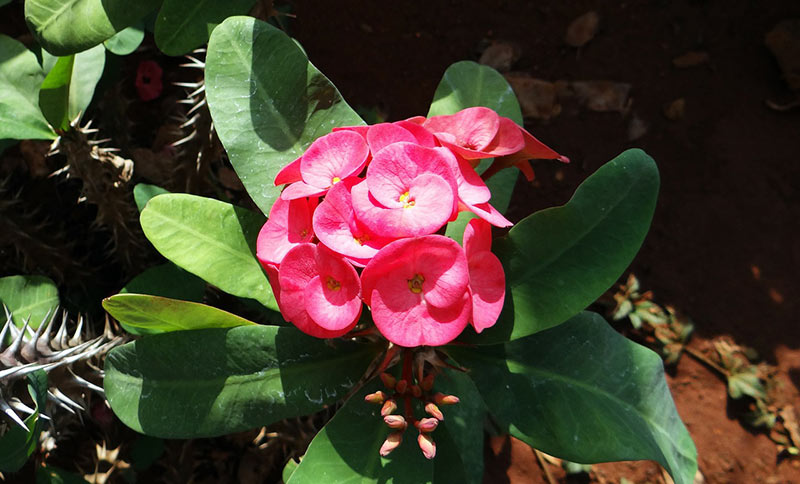 Euphorbia - Flowers That Start With E
