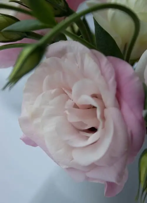 Eustoma - Flowers That Start With E