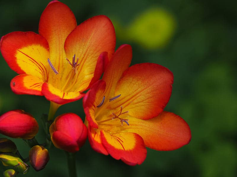 Freesia - Flowers That Start With F