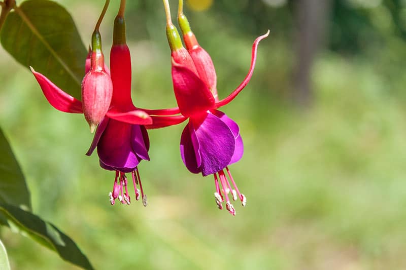 Fuchsia - Flowers That Start With F