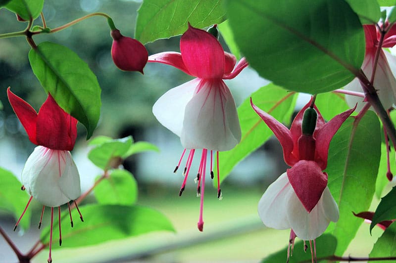 Fuchsia - Flowers That Start With F