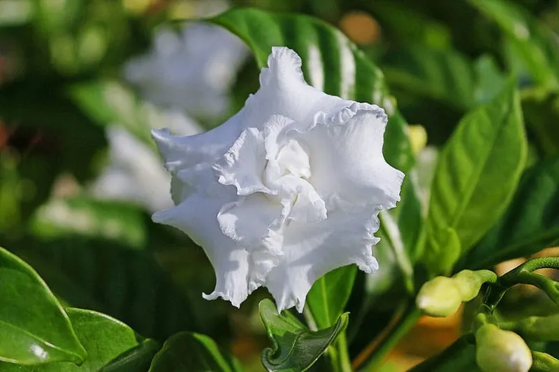 Gardenia - Flowers That Start With G