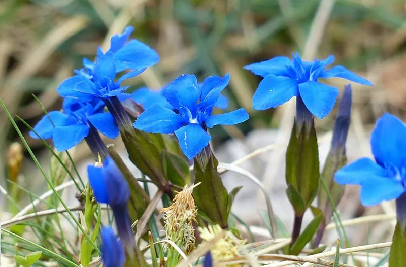 Gentiana - Flowers That Start With G