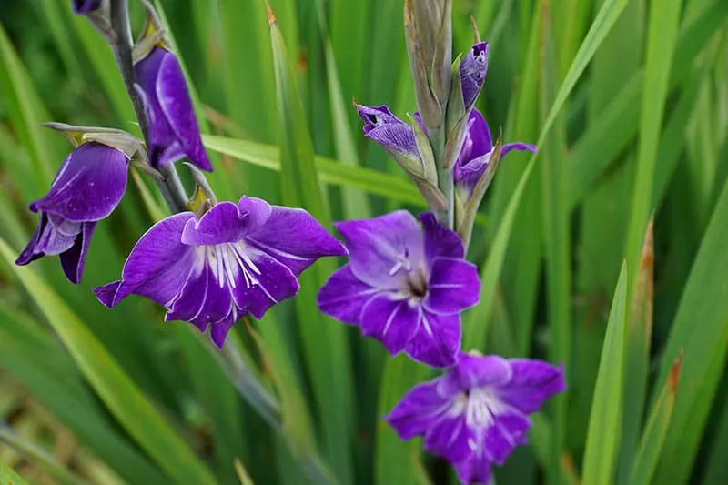 Gladiolus - Flowers That Start With G