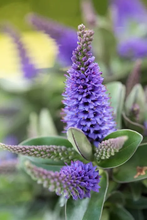 Flowers That Start With H