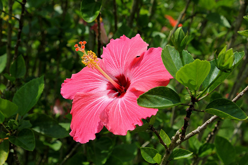 Hibiscus - Flowers That Start With H
