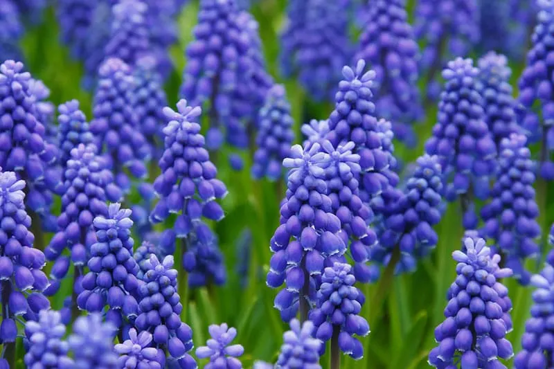 Hyacinth - Flowers That Start With H