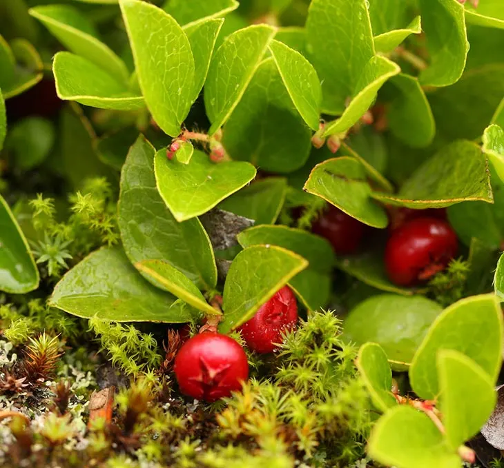 Western Teaberry - Bell Shaped Flowers