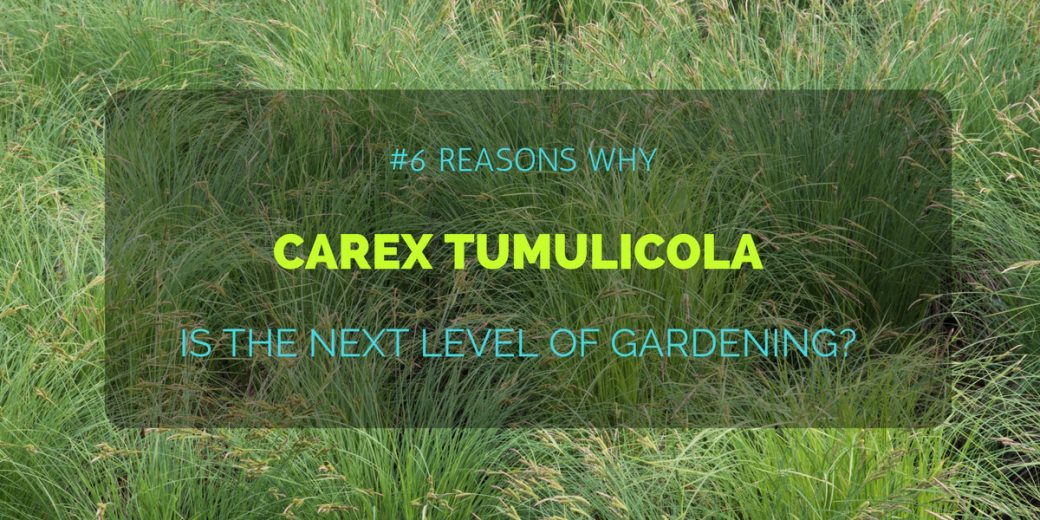 carex-tumulicola-fe
