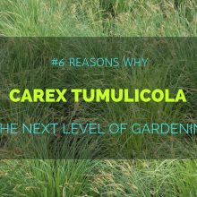 carex-tumulicola-fe