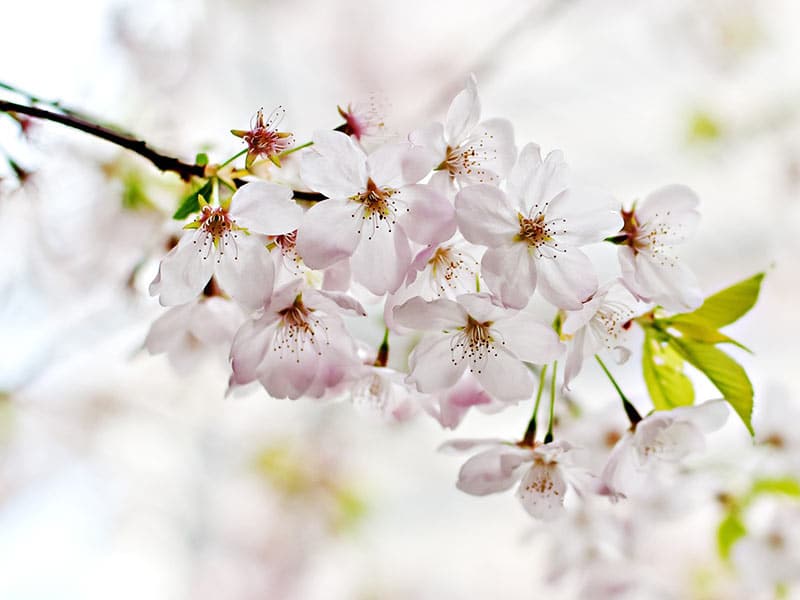 Cherry Blossom - Flowers That Start With C
