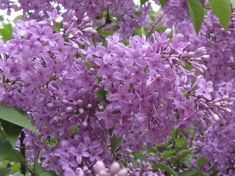 Chinese Lilac