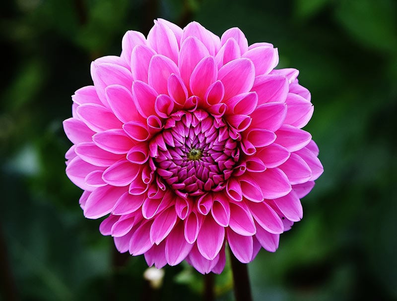 Dahlia - Flowers That Start With D