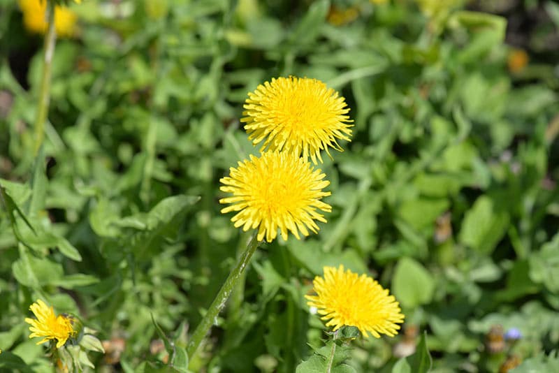 Dandelion - Flowers That Start With D