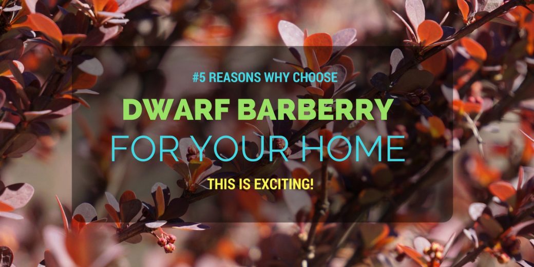 dwarf-barberry