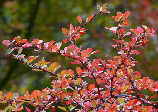 dwarf barberry